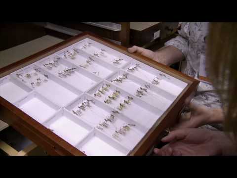 Tessa Farmer: Miniature Worlds