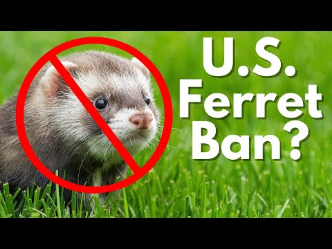 , title : 'U.S. Bill to Ban Ferrets?'