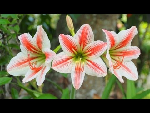 💐Amrish lily flowers🌼🌸💮🌼