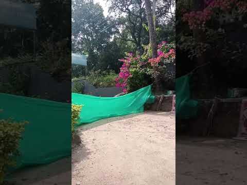 Dog Training - Shaji Balaramapuram  #comedy #animaltraining #funny