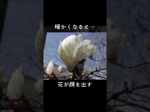 年に2回咲くモクレンの品種はありますか?どれの ？  庭園