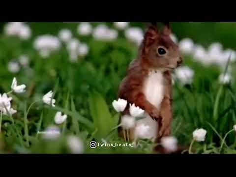 Hamsave Hamsave Haadu Baa srustiya sambrama nodu baa nesara alli taavare illi song || kannadasongs