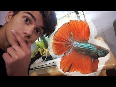 I RESCUED A BETTA FISH!!