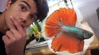 I RESCUED A BETTA FISH!! by  Challenge the Wild