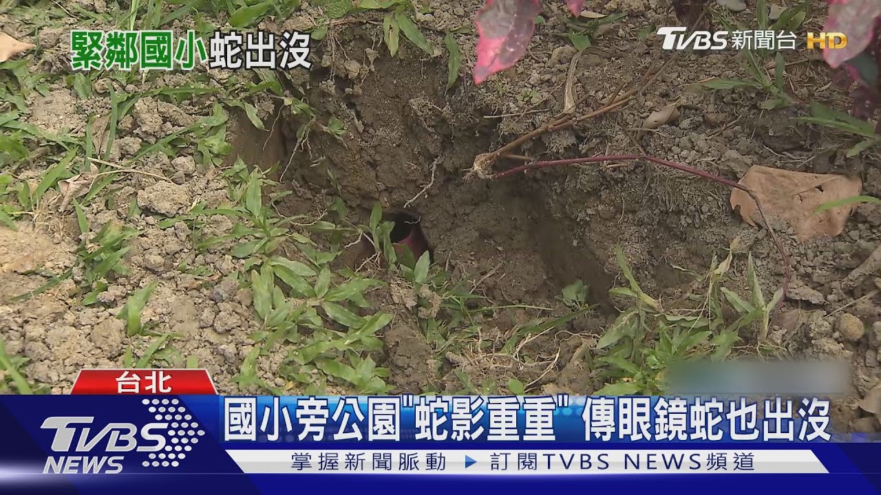 市區公園竟有蛇! 市府職員會勘遭咬濺血