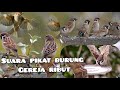 Pikat Gereja Ampuh Suara Burung Gereja RIBUT