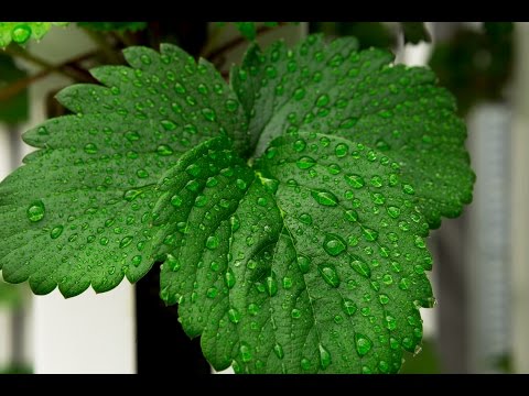 , title : 'How To Control Humidity When Growing Indoors'