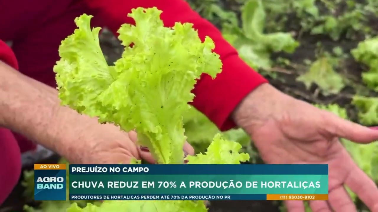 Chuvas causam perdas de até 70% na produção de hortaliças em Cascavel