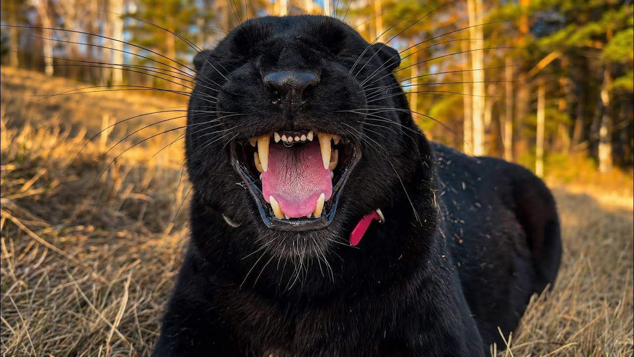 We're fooling around with Luna the panther and Venya 😁(ENG SUB)