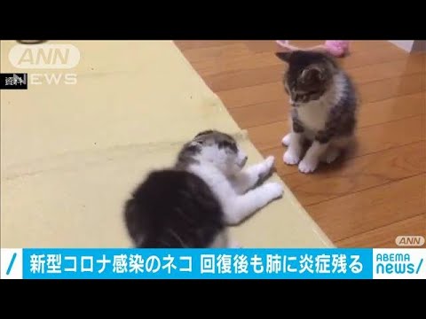 コロナウイルスが猫に感染:トラは新型コロナウイルス感染症の検査で陽性反応を示した