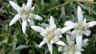 De Gregori Stelutis alpinis