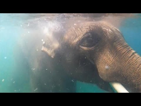 Asian elephants at Oregon Zoo enjoy the pool to beat US heatwave