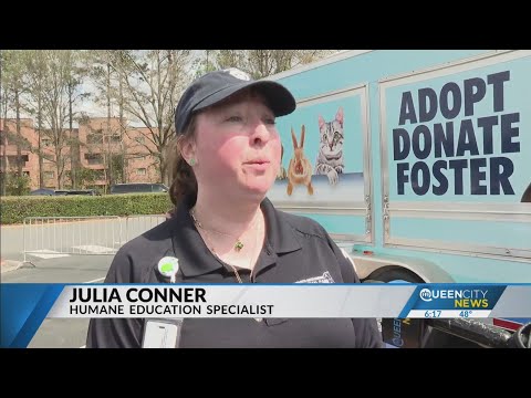 Pet adoption 'Code Red' issued in Charlotte, Animal Control says