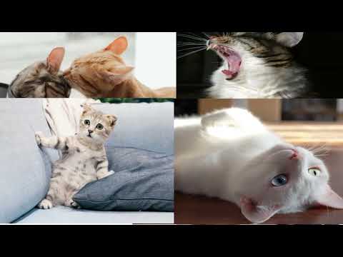 Cat reels Instagram hashtags, Reels OF Cats, Funny cat videos, Funny cat Instagram, Famous cats 2022