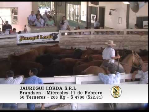 Jauregui Lorda S.R.L. - Venta Machos