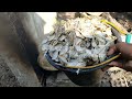 CARA MUDAH MEMBUAT TEPUNG IKAN SENDIRI ️ Proses Pembuatan Pakan Murah Berkualitas Alam Karya Farm