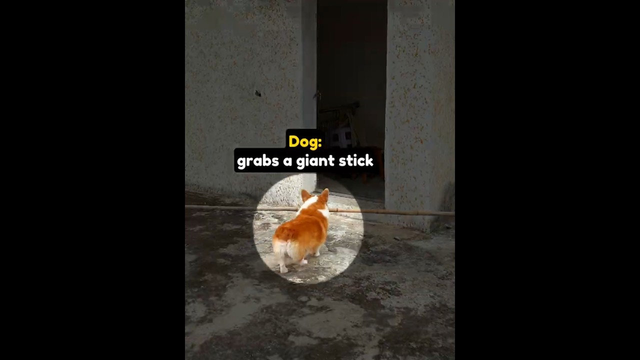 This Dog Is A Genius 🧠🐶 #shorts