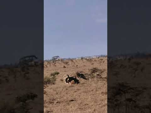 Ostrich mating video