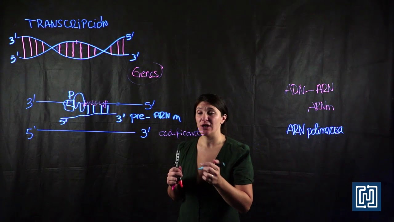 Transcripción en células eucariotas