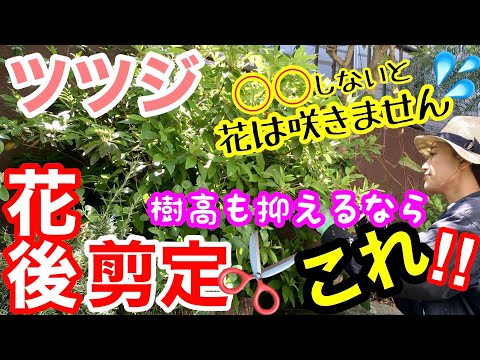 レンゲツツジが咲かないのはなぜですか?その原因と対処法をご紹介します！  庭園