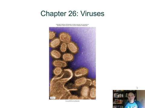BIOL 1407 Lecture 26 Viruses