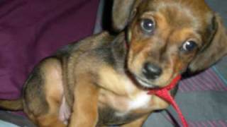 CHANSON POUR MON CHIEN