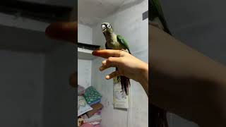 Bird Doesn’t Want To Leave Me ♥️✨Everytime I Threw Him,He Returns To Me🦜💯🖤This is a LoveLanguage