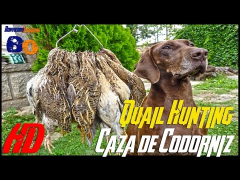 CAZA de CODORNICES con Kai #14 | QUAIL HUNTING | 2016 | HD