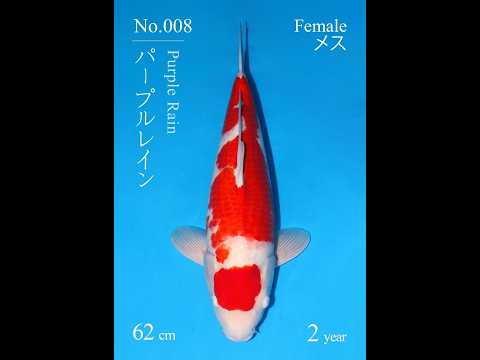 23rd JKS Online Auction: JKS-AC23-30 - Nisai kohaku Female 62 cm