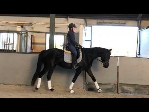 Dressage mare °2019 by Bon Coeur x Conteur (Weltmeyer)