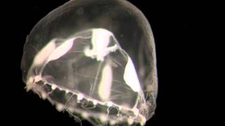 Frank Zappa - Lonesome Cowboy Nando