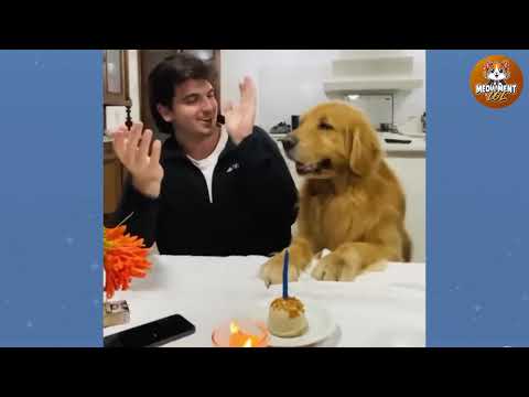 Funniest videos of CATS🐱 and DOGS🐶 #11 | Best funny videos of ANIMALS 🤣2026
