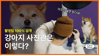 강아지 사진관 촬영 노하우 100% 공개 (1부)