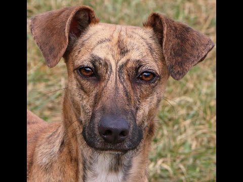 Bonita, an adopted Mountain Cur Mix in Charles Town, WV_image-1