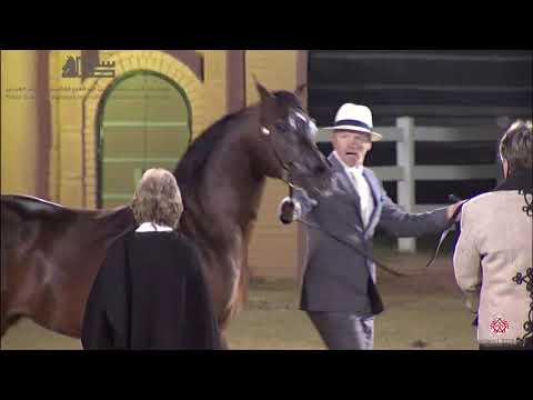 N.289 D JAD - 2020 PSAIAHF Al Khalediah Show - Stallions 7-9 Years Old (Class 11A)