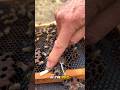 Why Beekeepers Crush Bees's Larvae 🤯