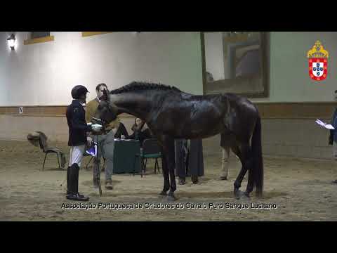 230128 37 Nilo - Aprovação de Garanhões