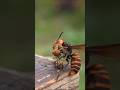 How Hornet Kills Honey Bees?