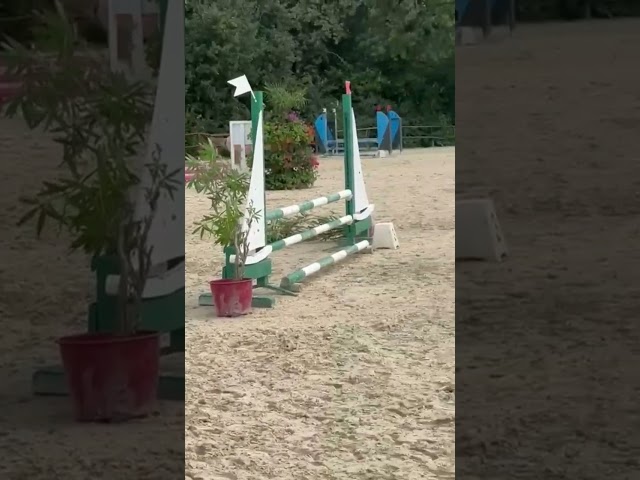 Poney C 8 ans Welsh Part-Bred polyvalent