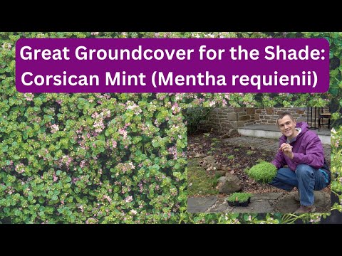 Great Groundcover - Corsican Mint Mentha requienii - for the Shade Garden