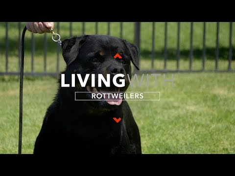 download lagu mp3 mp4 Rottweiler s, download lagu Rottweiler s gratis, unduh video klip Rottweiler s