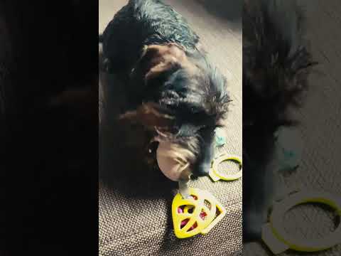 Dackel Welpe kaufen