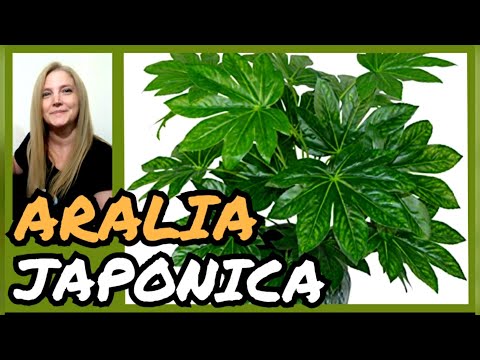 , title : 'ARALIA JAPÓNICA ► Cuidados de la Fatsia japónica o ARALIA.@VeronicaCampaniniPlantas'