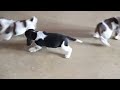 Beagle dogs for sale: Comet - Video 1