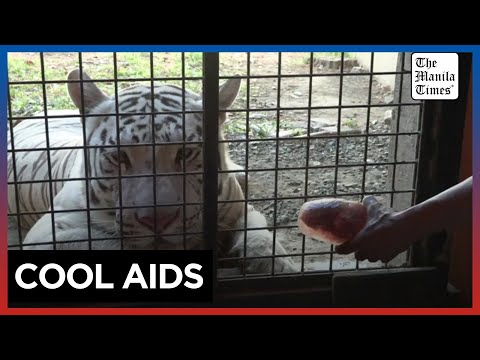 'Bloodsicles,' baths help Philippine zoo animals fight heatwave