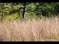 Fall Original Piano Composition By Sharon Taylor Copyright 2010 All Rights Reserved