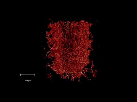 Journey deep inside a plant root and its mycorrhizal fungal partnership