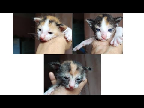 1 month journey of the kittens ||Vlog Video।। Shimu's World।।