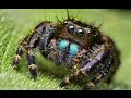 Самый Веселый Паук в Мире The most Fun Spider in the World 