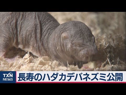 Heterocepalus glaber dis.png